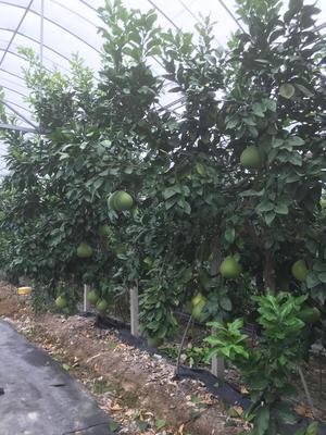 泰国红宝石柚