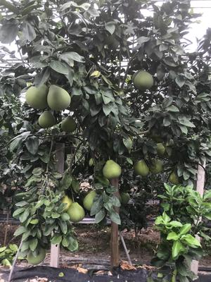 泰国红宝石柚