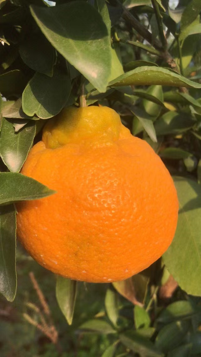 大雅柑