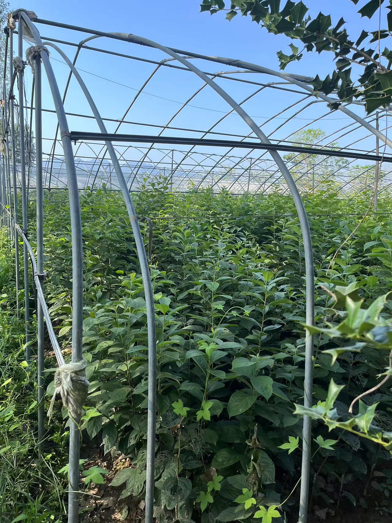 太秋脆柿种苗图片2