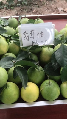 葡萄柚